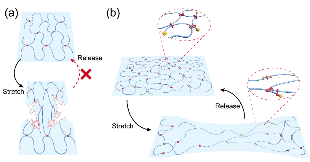 ▲具有固定交联和移动交联的聚合物拉伸和释放示意图