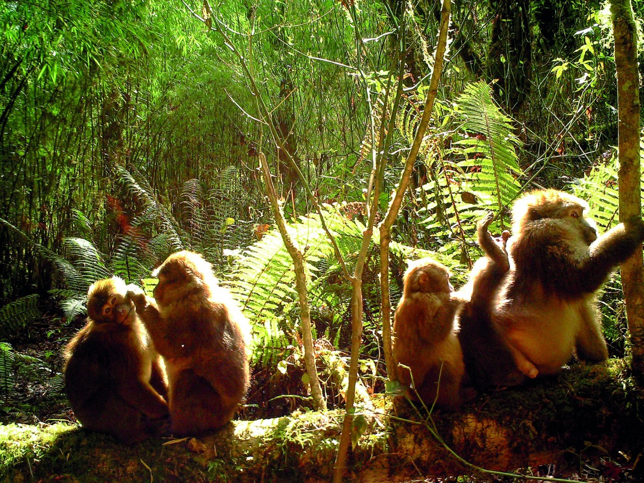 国家二级保护野生动物白颊猕猴