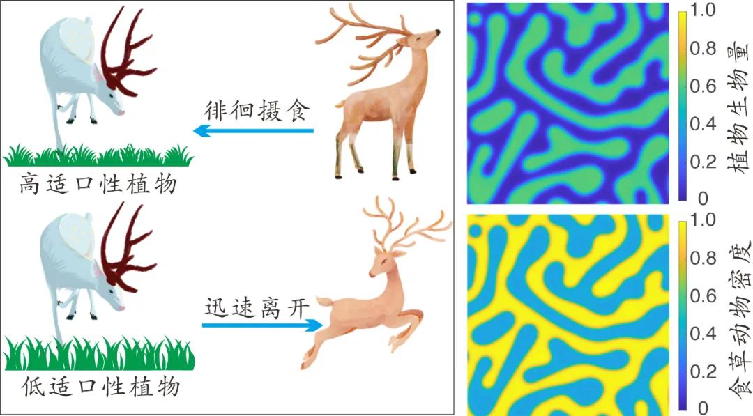▲ 图3 食草动物的选择摄食行为其导致的放牧生态系统空间格局。