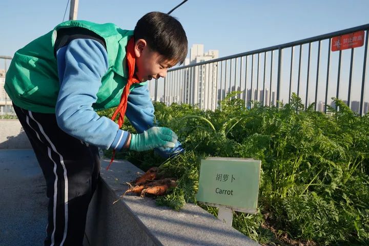 11月24日，上海华东师范大学附属进华中学学生在“屋顶生态园”里收获胡萝卜。新华社记者 刘颖 摄