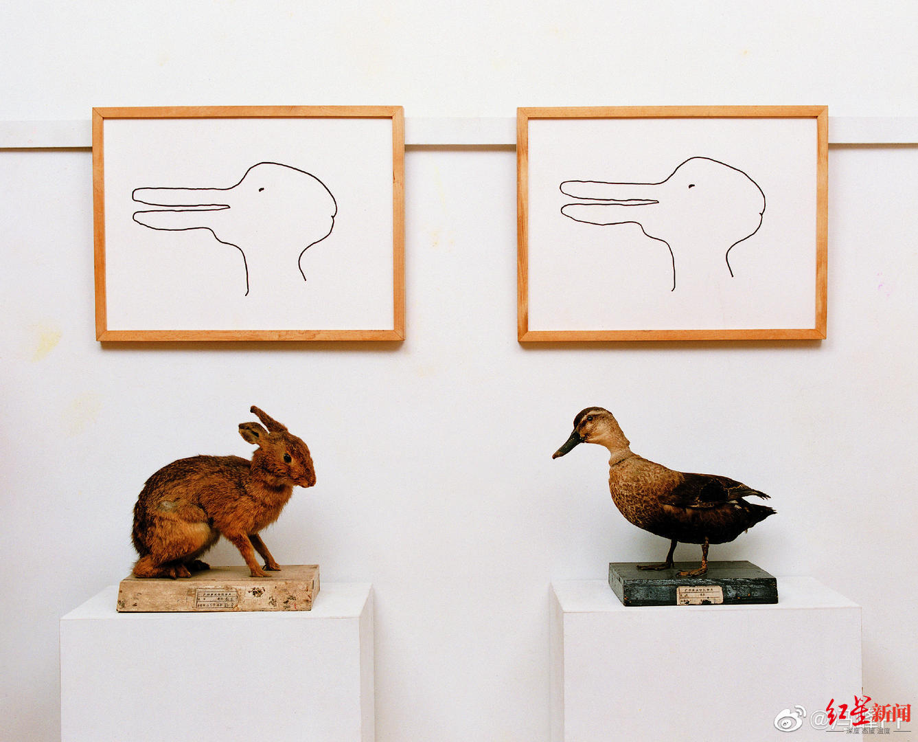 ▲馮峯創作的第一件《鴨兔》作品。圖據微博