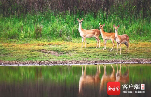 大田国家级自然保护区的海南坡鹿
