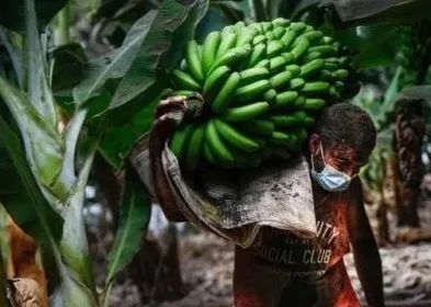 洪都拉斯的“香蕉农”