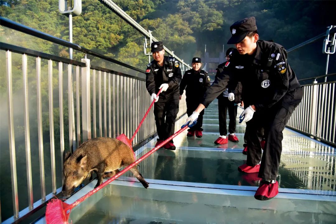 2018年11月29日，一头小野猪误入广东清远市古龙峡景区。