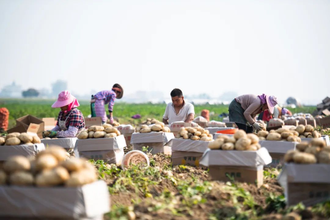 在德宏傣族景颇族自治州芒市风平镇，农民拣选马铃薯 王冠森 摄