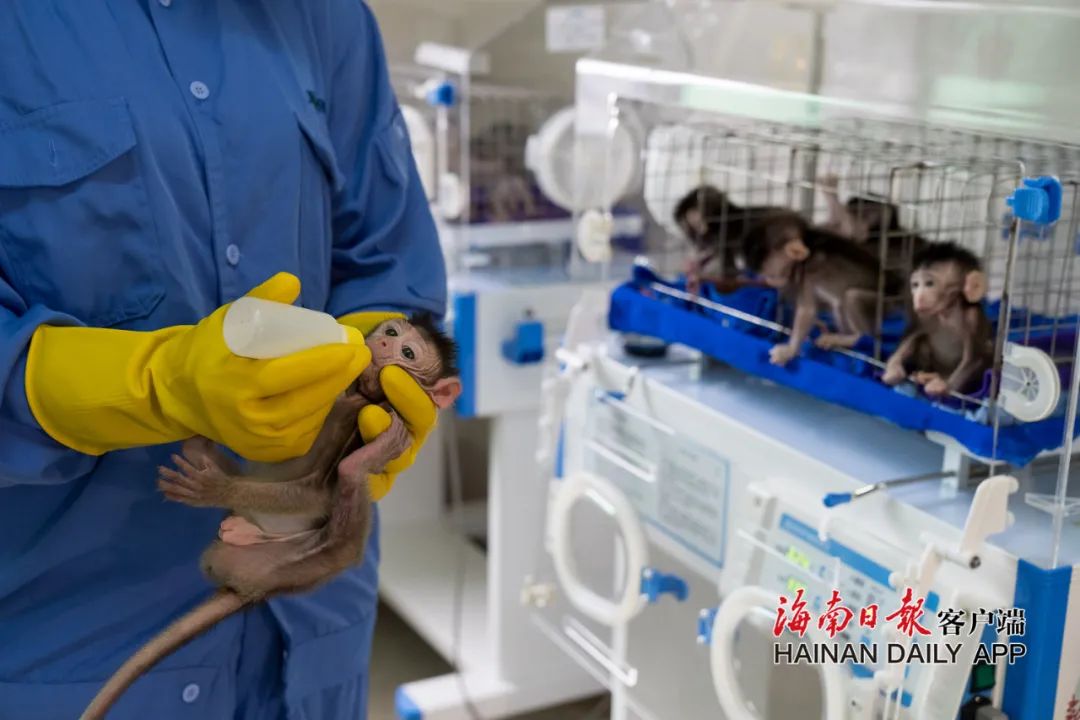 12月22日，饲养员给出生不到一个月的小猴喂食。