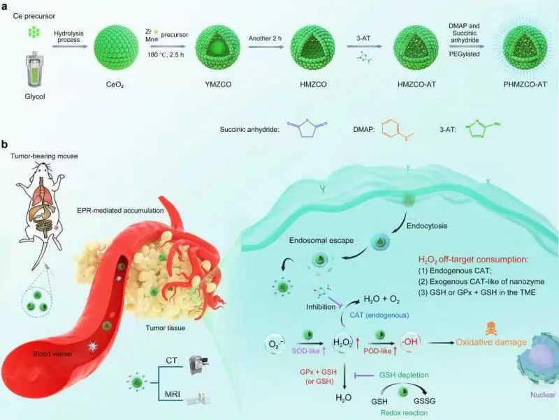 纳米酶的组装及酶驱动化学动力学疗法机理示意图