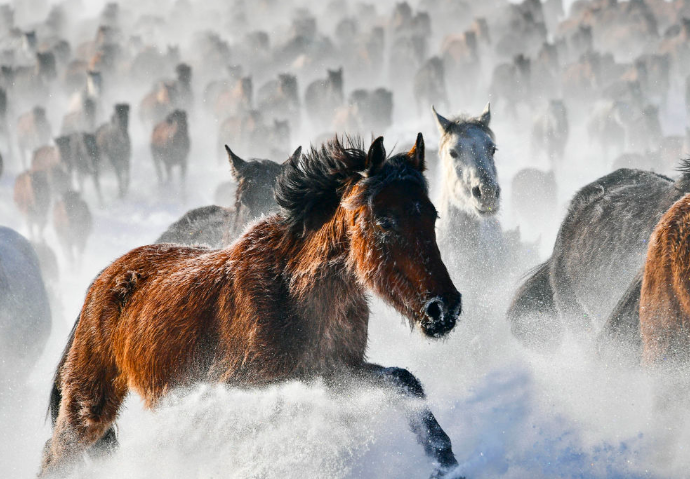在新疆昭苏县，骏马在雪原上奔驰。