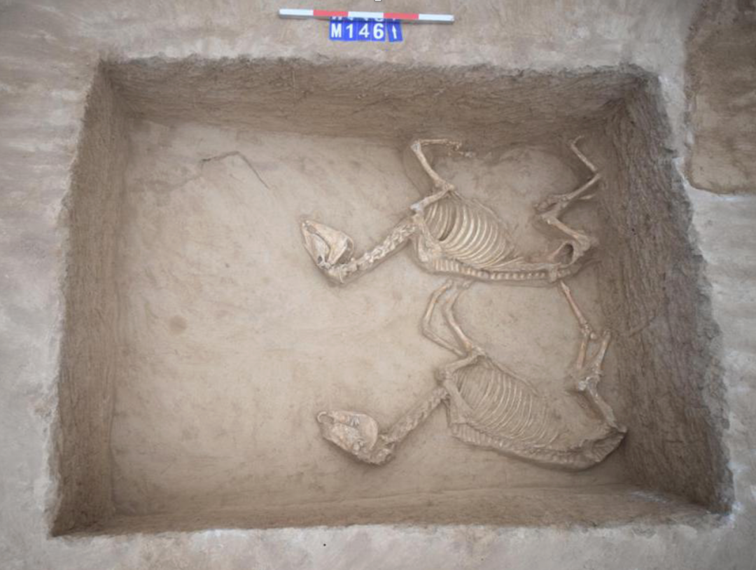 这是战国早期马坑（资料照片）。三门峡市文物考古研究所供图