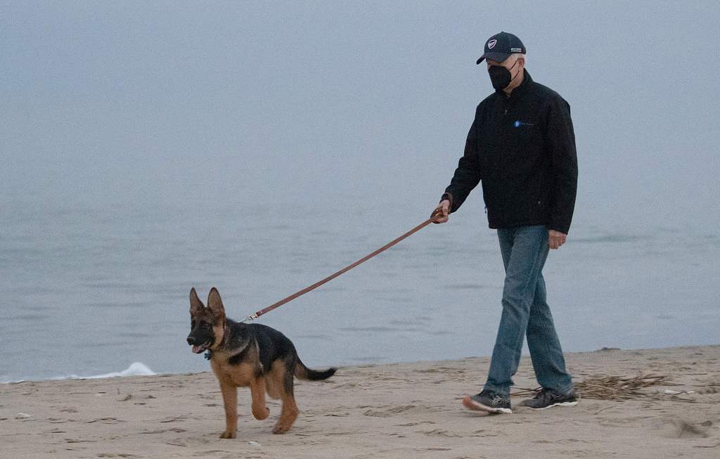 美国总统拜登在特拉华州一空荡的海滩上戴口罩遛狗。图源视觉中国