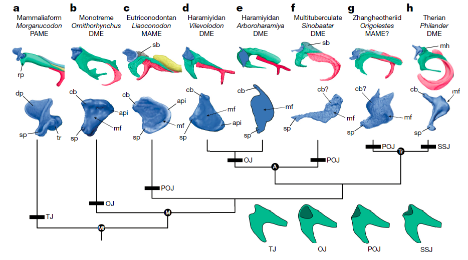 图3, 哺乳动物砧骨-锤骨关节演化关系图