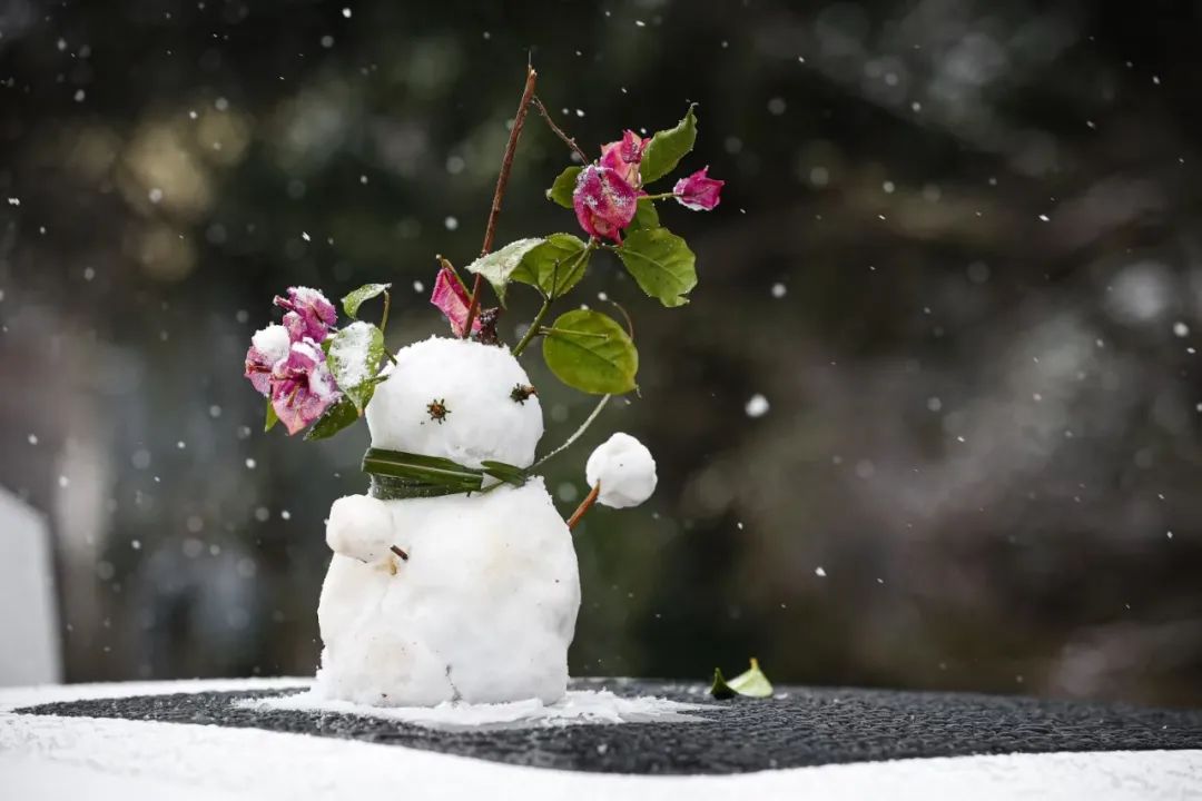 雪雪雪从早安纷飞到晚安