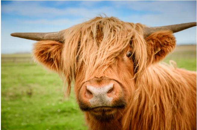 苏格兰高地牛有着蓬松的毛发和惹眼的刘海,具有坚韧和勤奋的特质