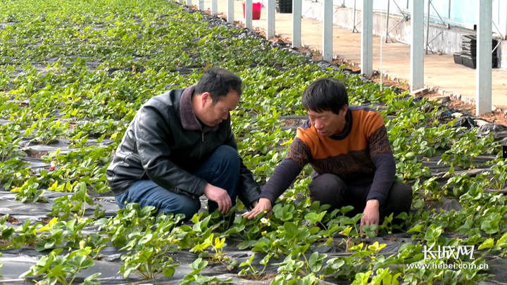 种植户在仔细查看草莓生长情况。通讯员供图