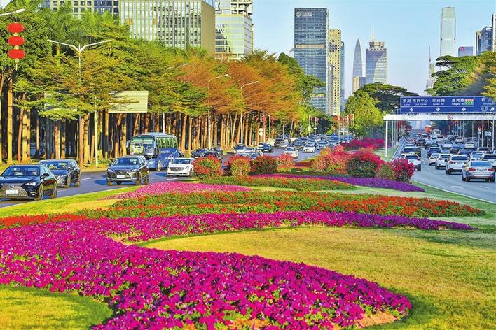  ▲深南大道中间的绿化带花团锦簇。