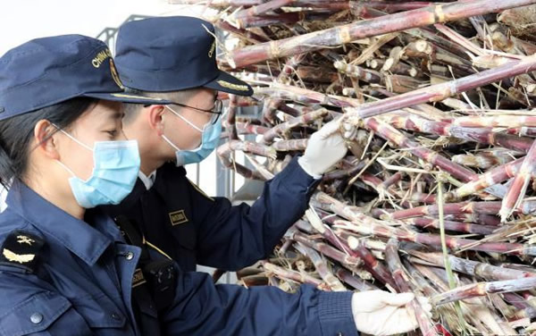 春节云南农产品进出口热 甘蔗入境通关便利