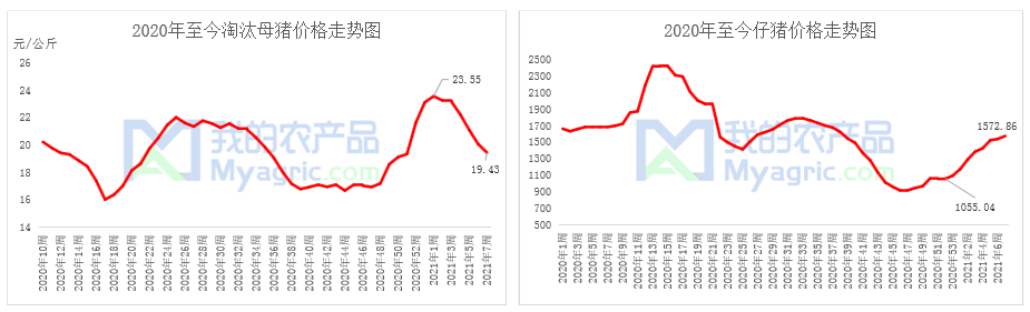 图3 2020年至今淘汰母猪和仔猪价格走势图