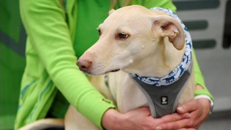 在芬兰赫尔辛基机场投入使用的“检测犬”,图源:BBC