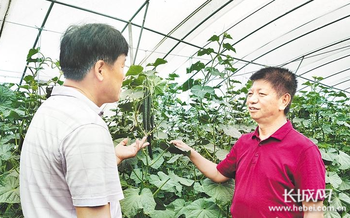 在南皮县五拨台村的示范大棚内，沧州市供排水集团副总经理杨玉才（右）和村干部讨论如何促进大棚种植增效增收。张岚山 摄