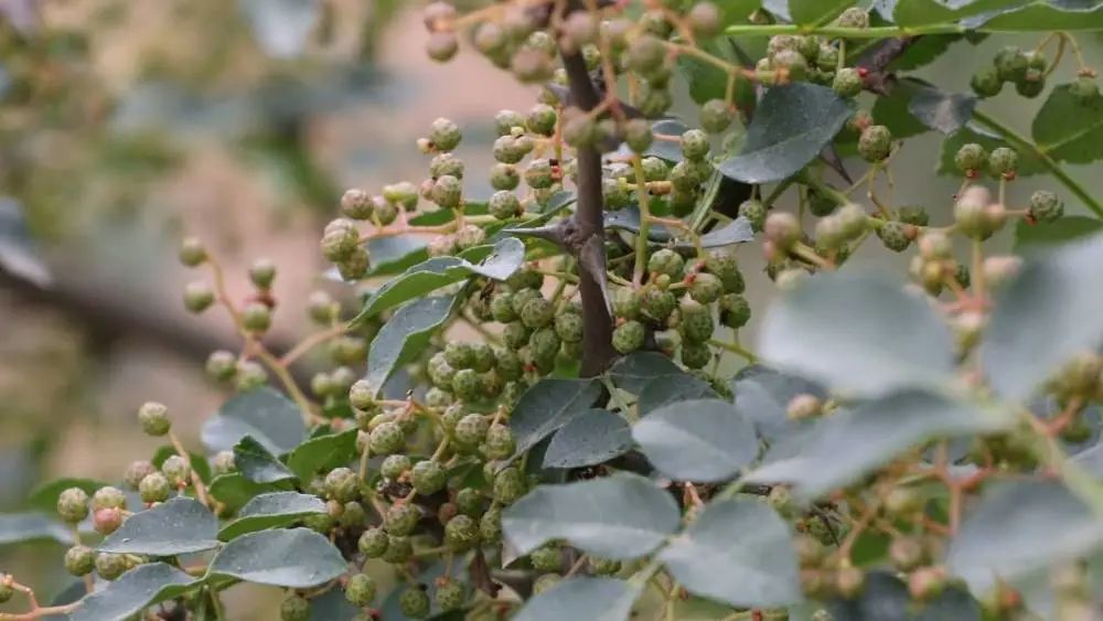 新华视点|当苹果遇到“保险+期货”