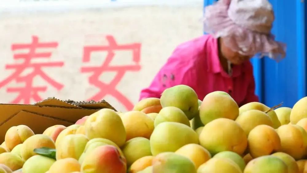 新华视点|当苹果遇到“保险+期货”