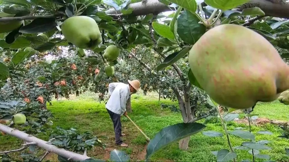 新华视点|当苹果遇到“保险+期货”