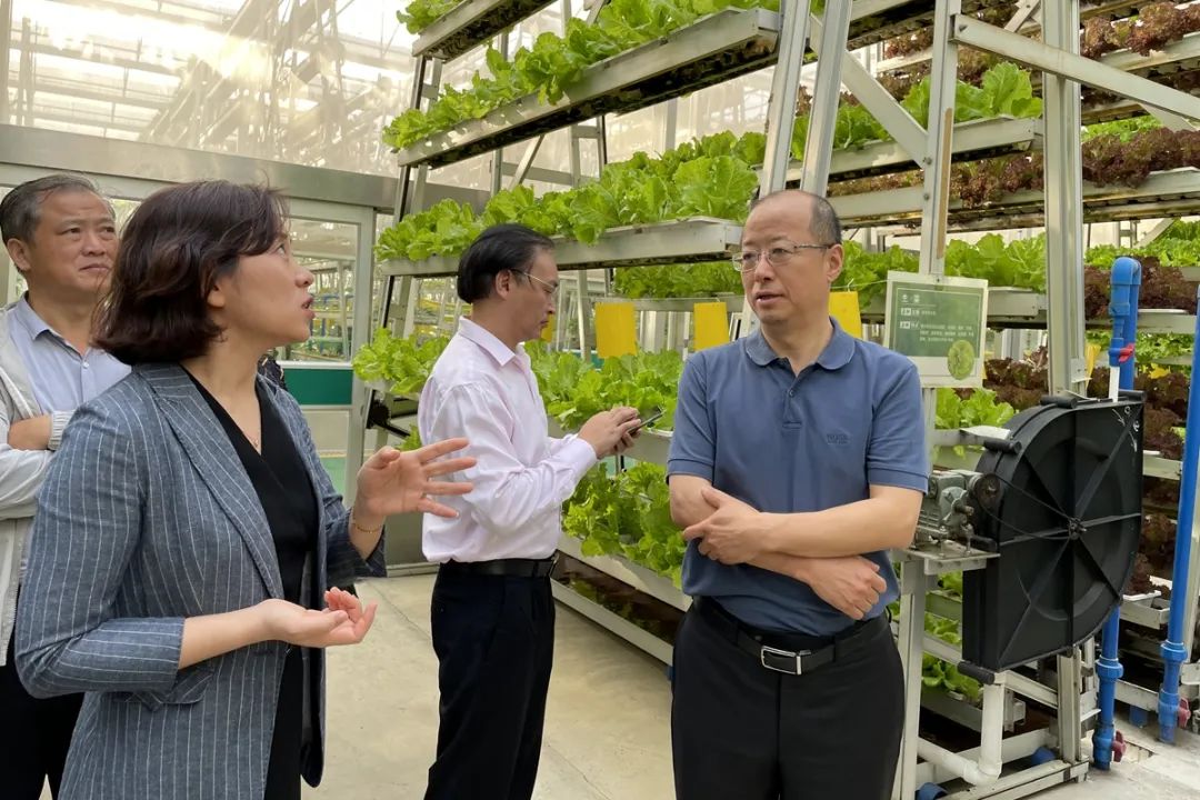 ▲高翅、李召虎一行在陵水润达当代农业家当园调研