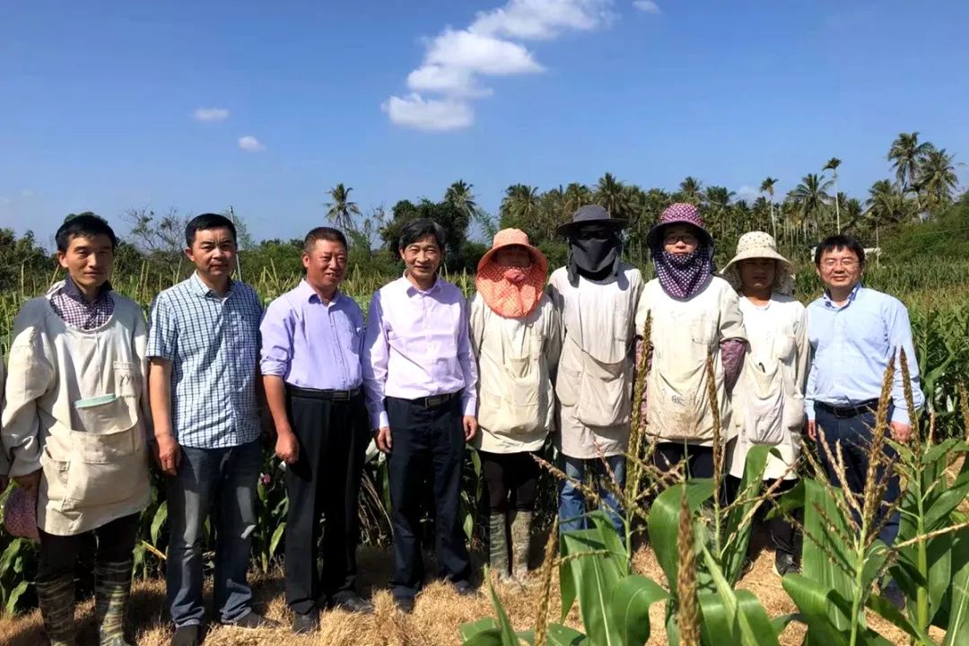 ▲高翅、李召虎一行先后到华中农洪水稻南繁基地和玉米南繁基地探望师生并与师生合影留念