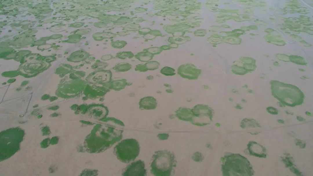 ▲图1:上海南汇边滩盐沼湿地生态体系中海三棱藨草自构造形成的“精灵圈”(2019) (拍照:刘权兴)