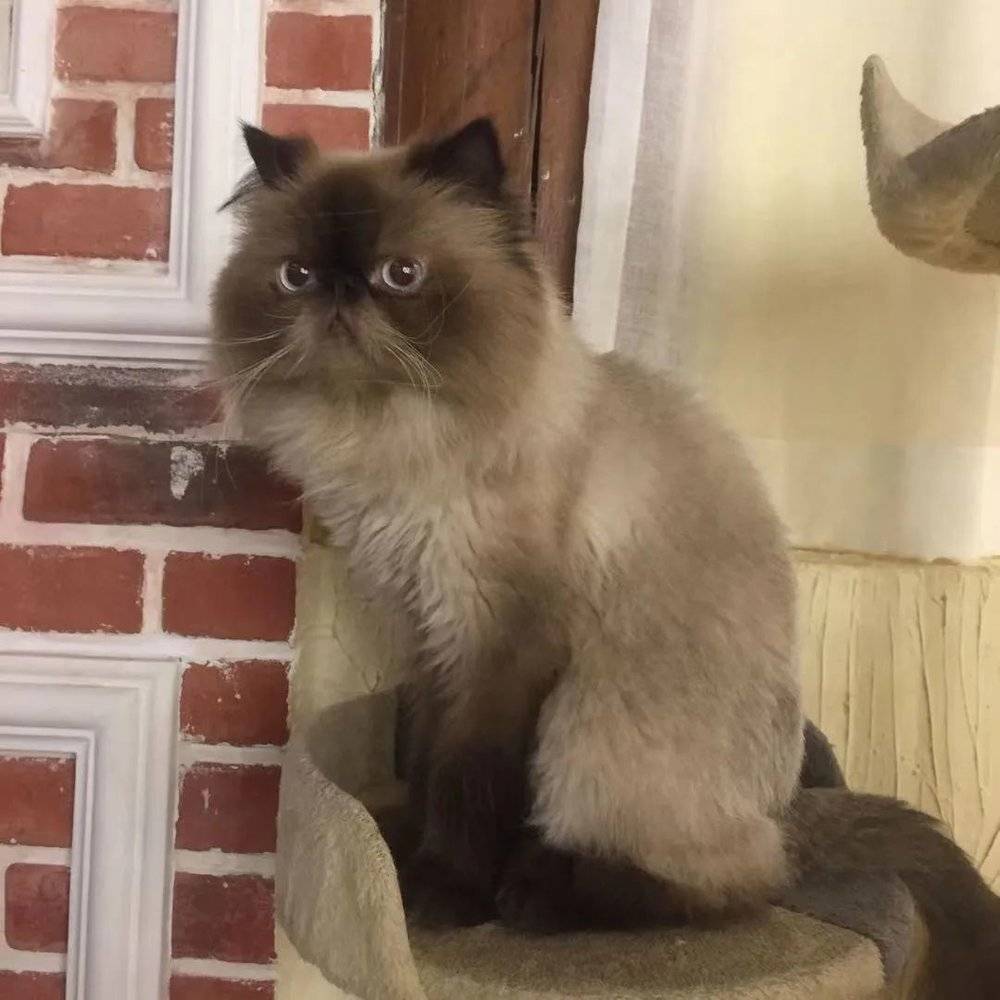 让猫给人打工,猫咖是一门好生意吗?