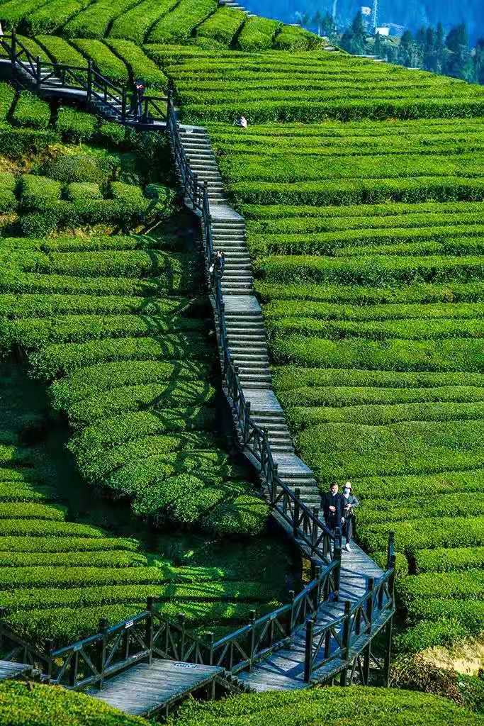 湖北恩施伍家台茶场