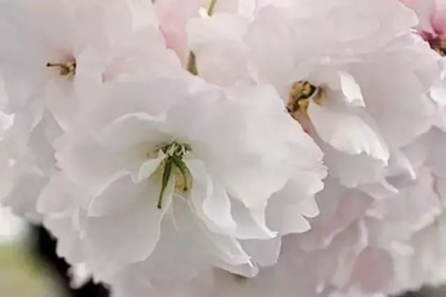 ▲普贤象樱(鉴赏点:百草园)