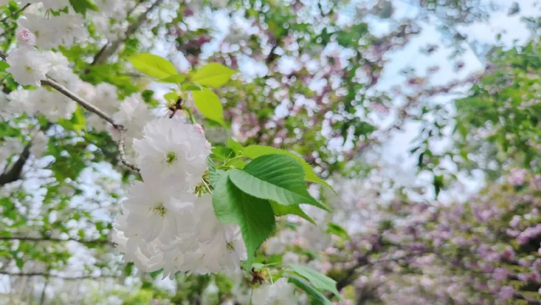 ▲关山樱(鉴赏点:牡丹园)