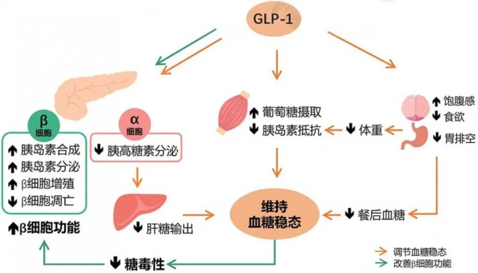 来源:中华内分泌代谢杂志,中康产业资本研究中心