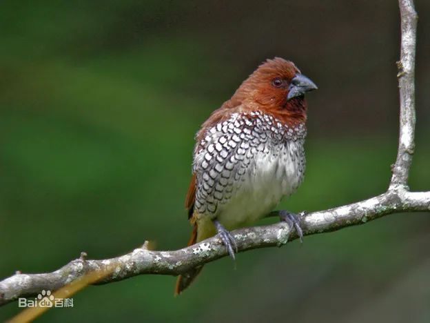 杜鹃是保护鸟吗 f238-knqqqmu4622123.jpg