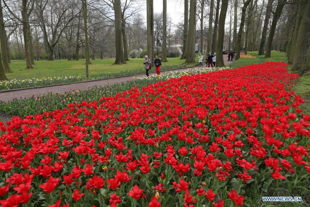 People visit the Floralia Brussels, or the 18th edition of the international flower exhibition, at the Grand Bigard castle near Brussels, Belgium, April 14, 2021. The exhibition will last until May 2. The park of 14 hectares showcases more than one million flowers, with almost 400 varieties of tulips. Hyacinths and daffodils are also well represented. (Xinhua/Zheng Huansong)