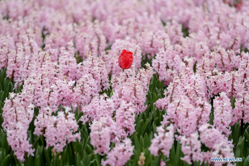 Flowers are seen at the Floralia Brussels, or the 18th edition of the international flower exhibition, at the Grand Bigard castle near Brussels, Belgium, April 14, 2021. The exhibition will last until May 2. The park of 14 hectares showcases more than one million flowers, with almost 400 varieties of tulips. Hyacinths and daffodils are also well represented. (Xinhua/Zheng Huansong)