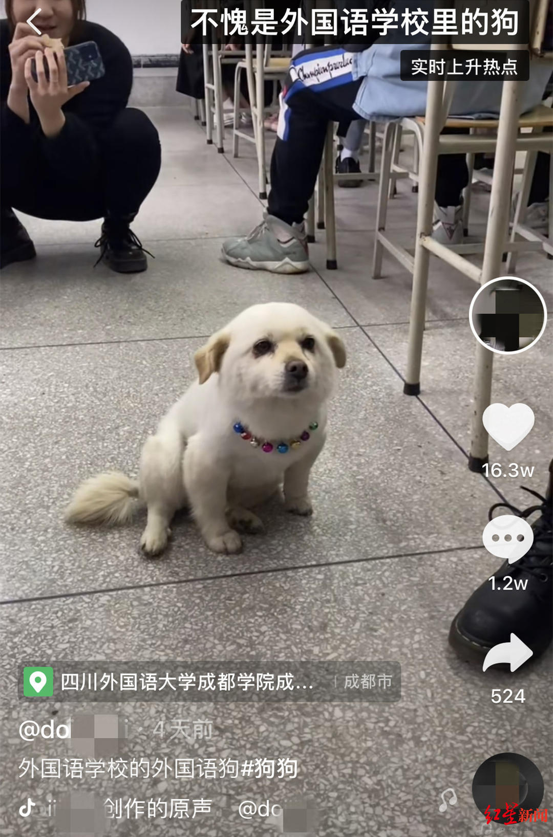 ↑狗狗蹭英语课。