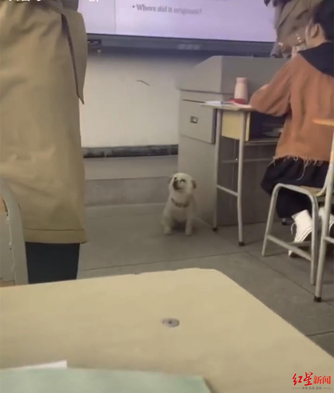 ↑狗狗蹭英语课。