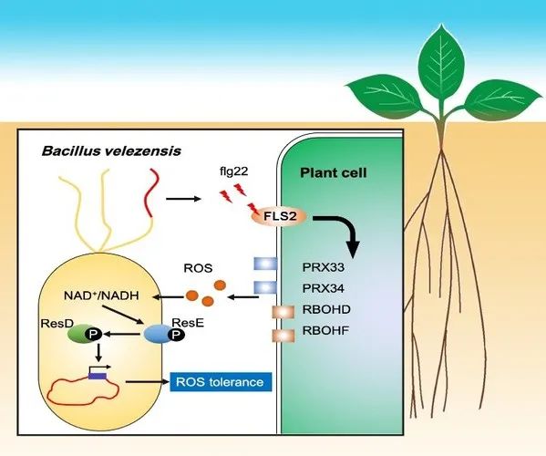 特朗普和奥巴马为外星人吵翻了！一个说存在一个说对方泄密这波操作直接把外星机密给实锤了？