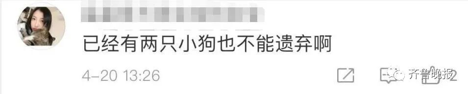 济南拟新规:每户只能养一只小型犬