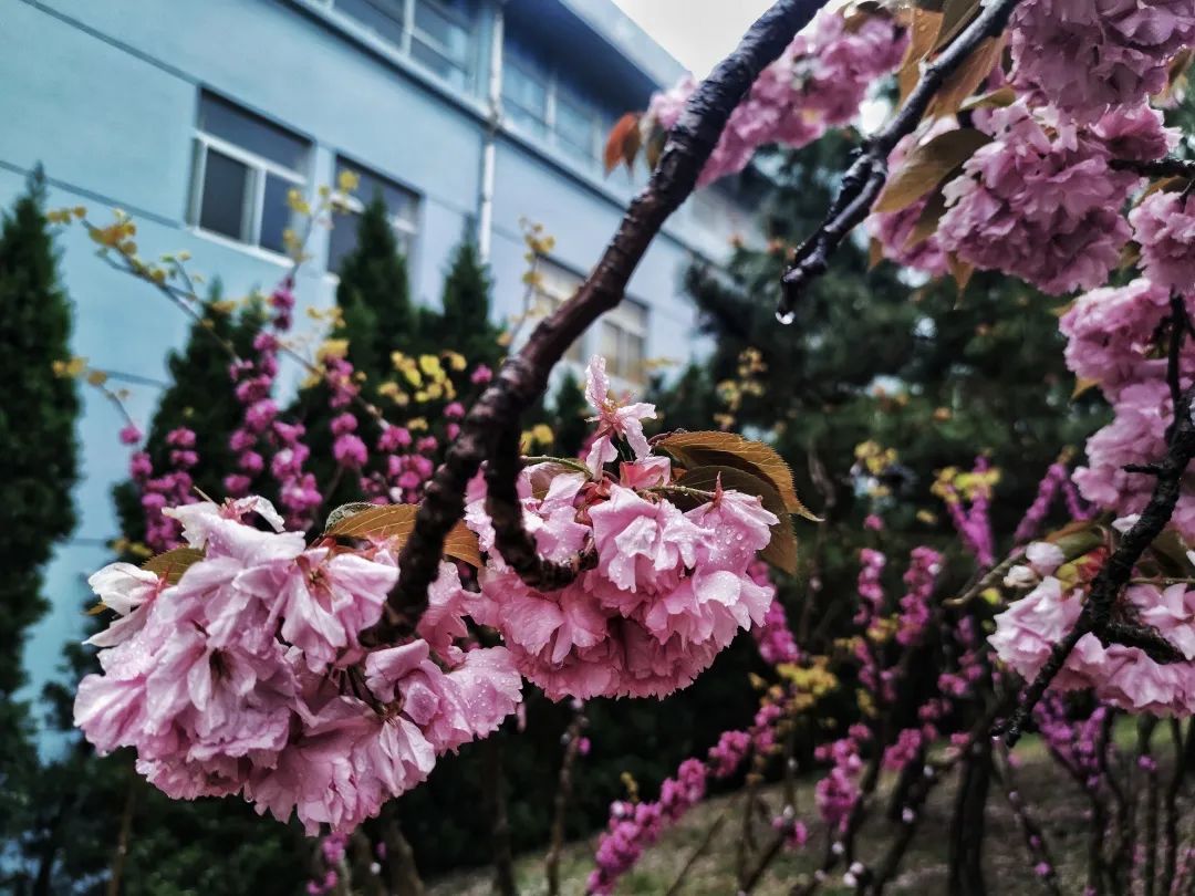 浪༶漫༶治༶愈༶ 粉༶色༶海༶洋༶