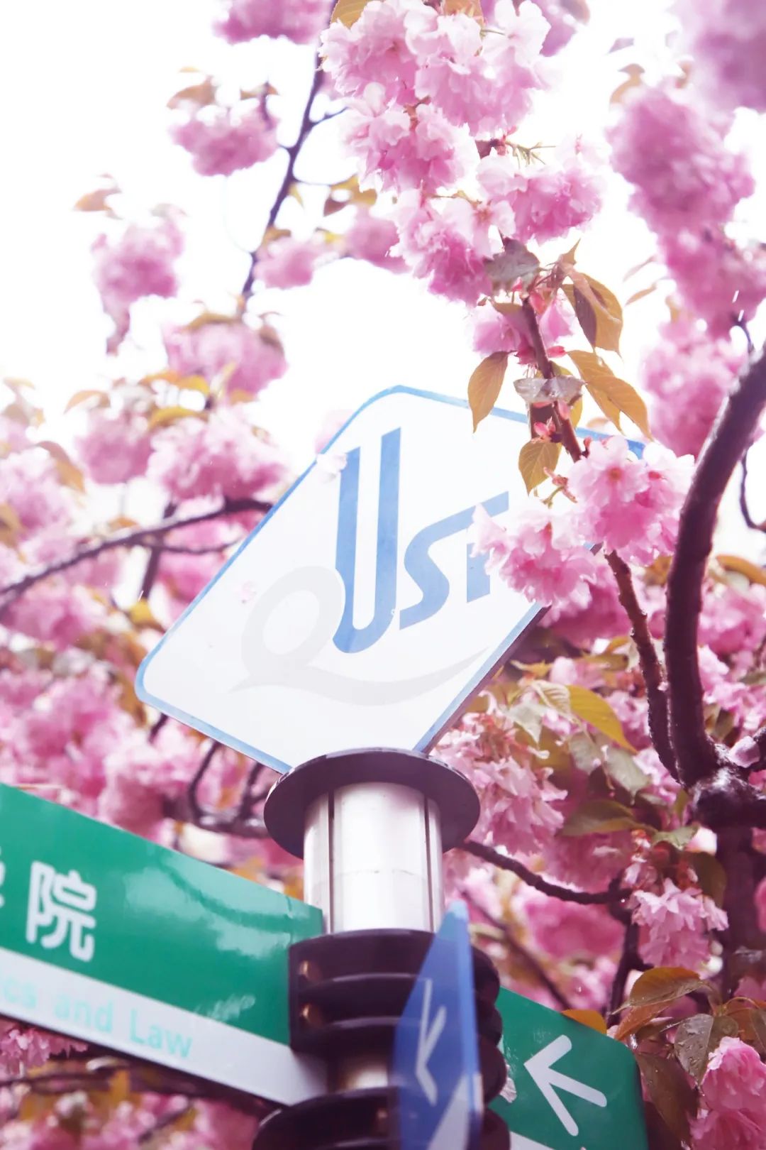 浪༶漫༶治༶愈༶ 粉༶色༶海༶洋༶