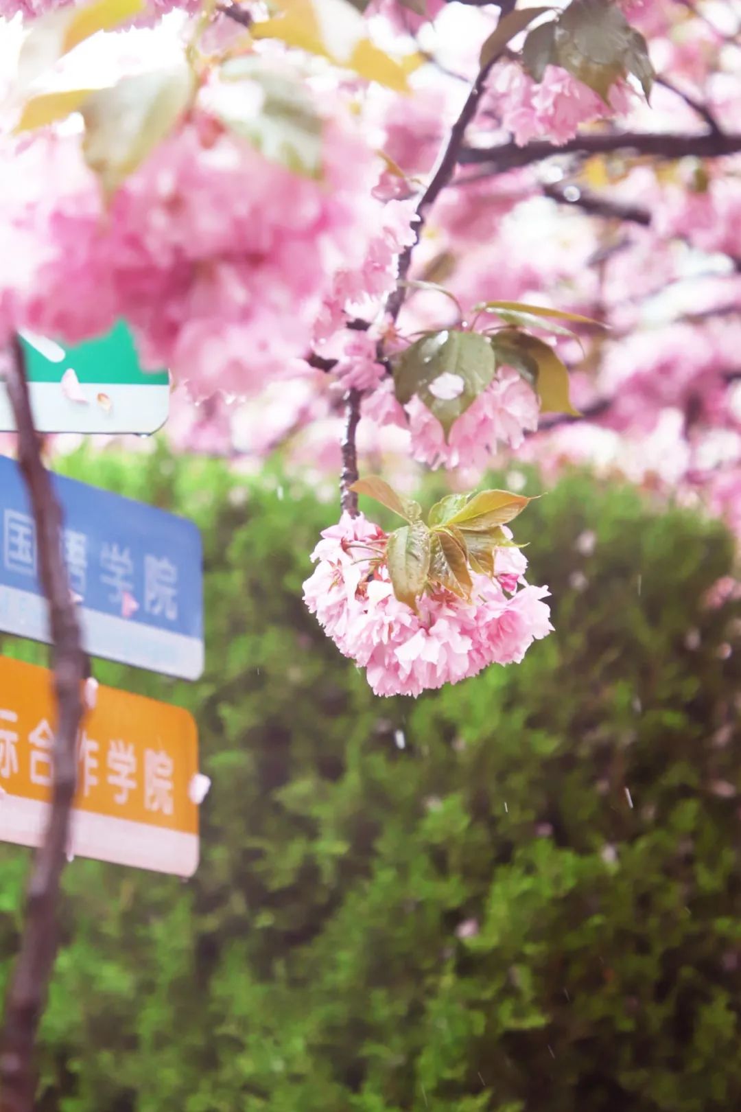 浪༶漫༶治༶愈༶ 粉༶色༶海༶洋༶