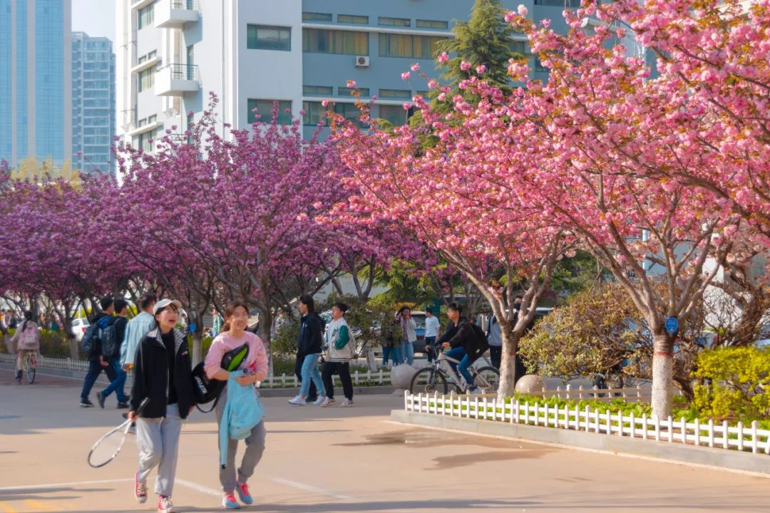 今天,我们一起在石大春景中漫步
