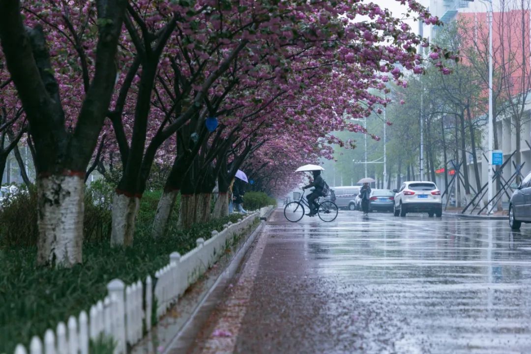 今天,我们一起在石大春景中漫步