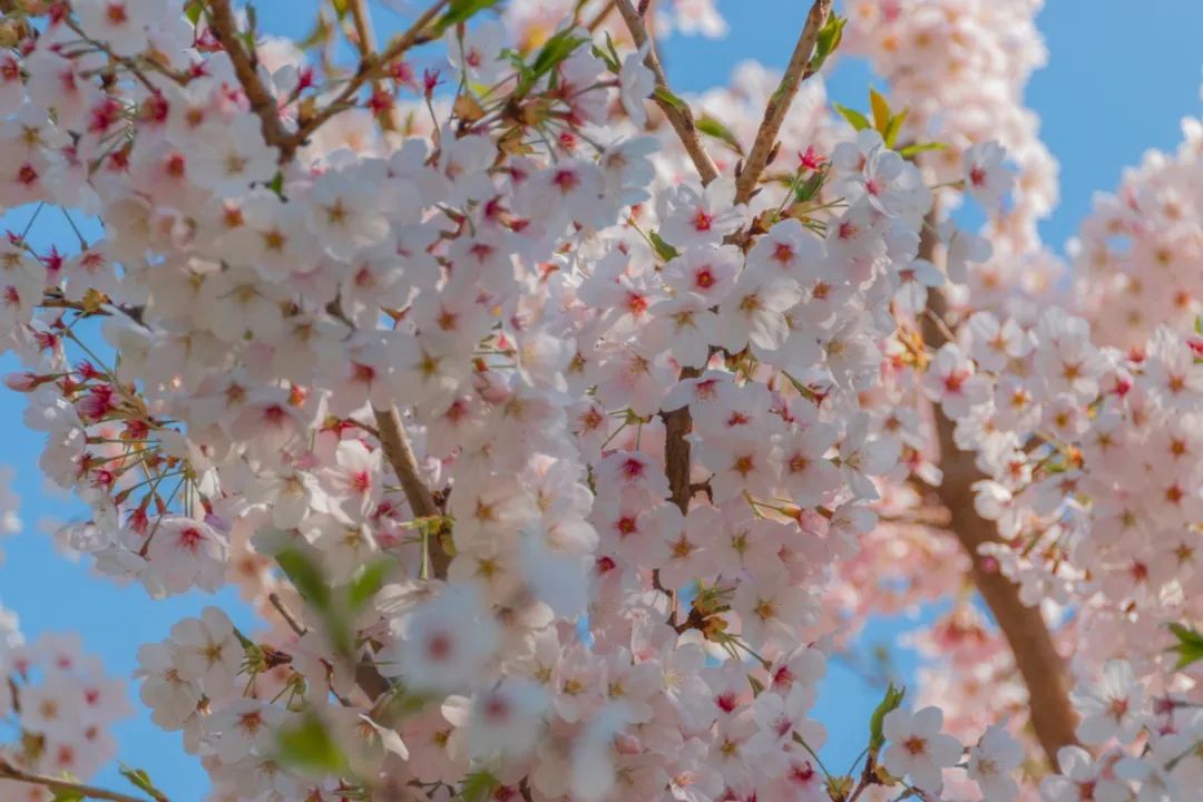 今天,我们一起在石大春景中漫步