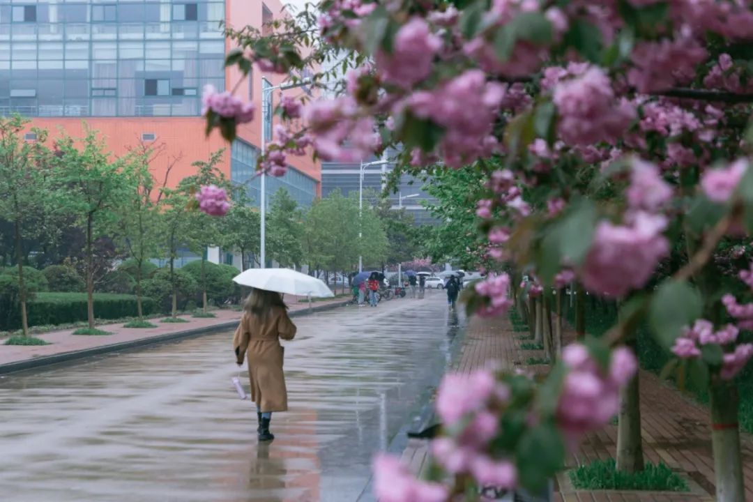今天,我们一起在石大春景中漫步