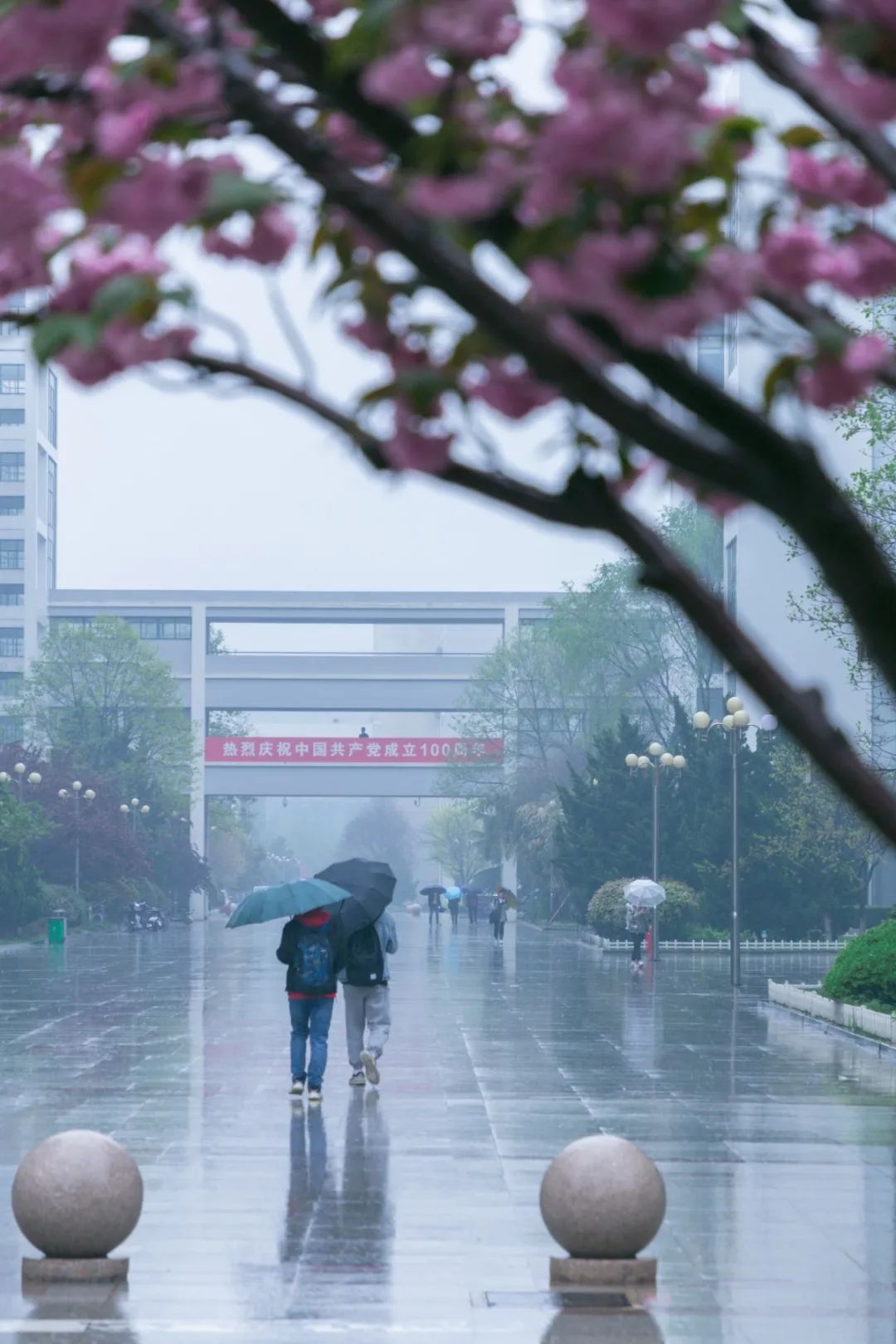 今天,我们一起在石大春景中漫步