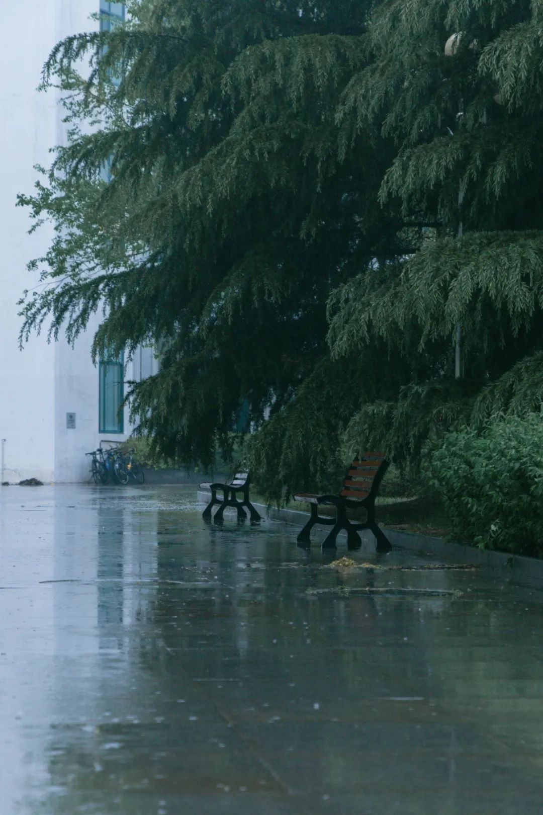 今天,我们一起在石大春景中漫步